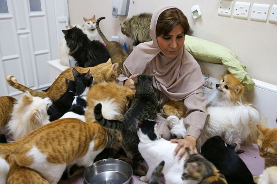 Mulher vive com 480 gatos e 12 cães