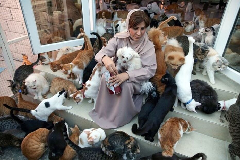 Mulher vive com 480 gatos e 12 cães