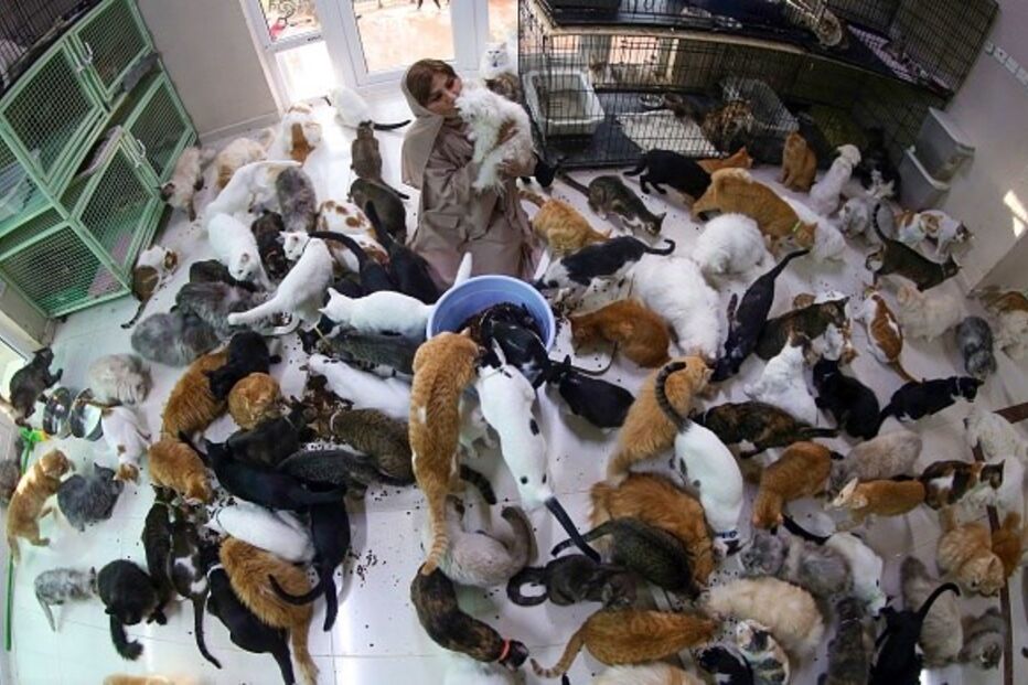 Mulher vive com 480 gatos e 12 cães