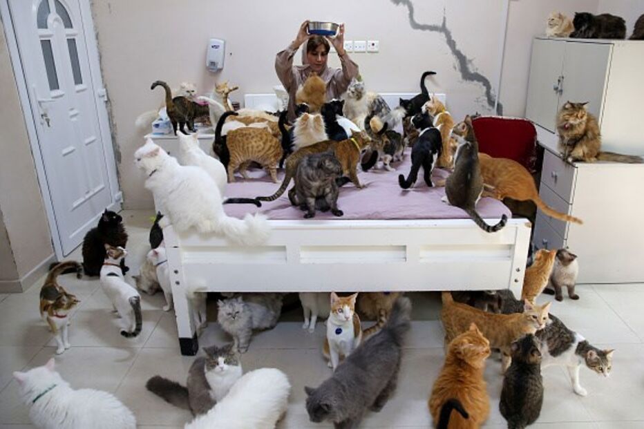 Mulher vive com 480 gatos e 12 cães