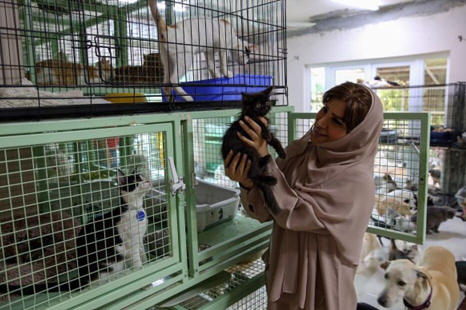 Mulher vive com 480 gatos e 12 cães