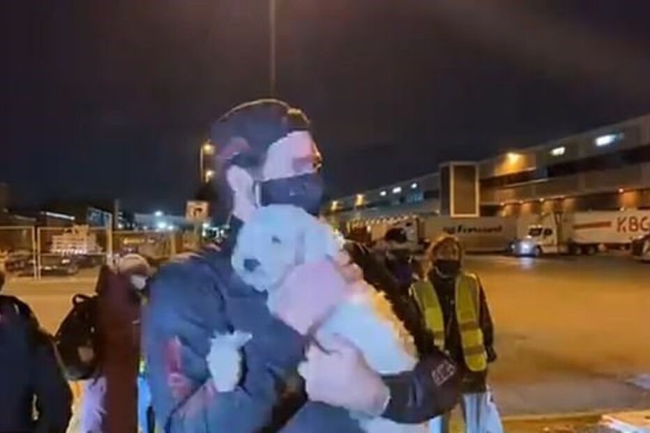 Associação salvou 34 cachorros