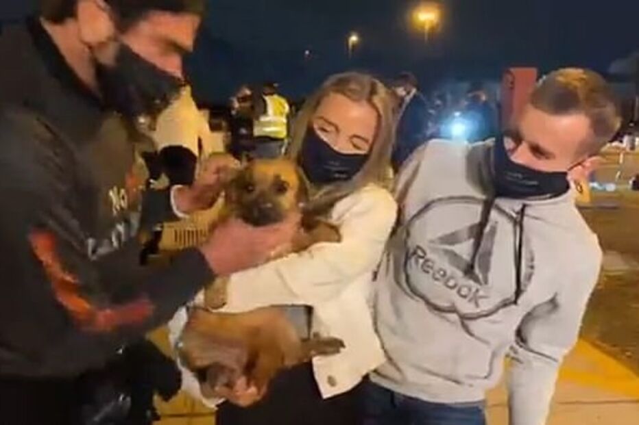 Associação salvou 34 cachorros