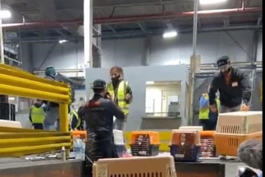 Associação salvou 34 cachorros