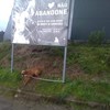 Cão é abandonado junto a cartaz que apela à adoção de animais em Marco de Canaveses. Veja a imagem