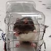 Cientistas ensinam ratos a conduzir mini-carros e descobrem implicações na saúde mental dos humanos 