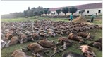 Mais de 500 animais mortos em montaria na Azambuja geram revolta