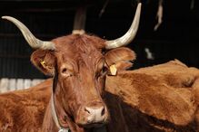 Vaca de raça algarvia em exploração agrícola em Vila do Bispo