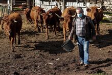 Vaca de raça algarvia em exploração agrícola em Vila do Bispo