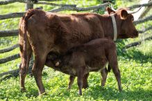 Vaca de raça algarvia em exploração agrícola em Vila do Bispo