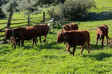 Vaca de raça algarvia em exploração agrícola em Vila do Bispo