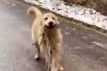 Cão 'sorri' de felicidade por oferecer ramos de árvore ao dono