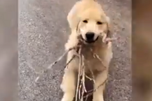 Cão 'sorri' de felicidade por oferecer ramos de árvore ao dono