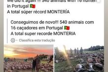 A publicação de Sofia Ribeiro