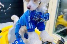 'Fabio' tem sido mimado pela dona