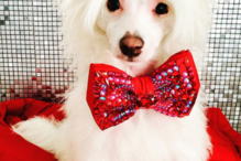 'Fabio' tem sido mimado pela dona