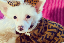 'Fabio' tem sido mimado pela dona