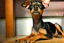 Margarida Vila-Nova faz apelo desesperado em busca do cão