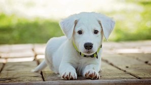 Cientistas temem que cães estejam na origem de casos suspeitos de hepatite em crianças