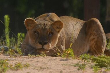 Animais do jardim zoológico do Rio de Janeiro receberam gelados de carne em dia de calor recorde
