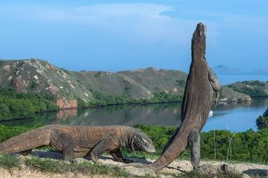 Dragão-de-komodo