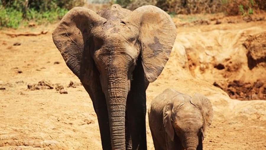 A mãe elefante pesava 4000 quilos 