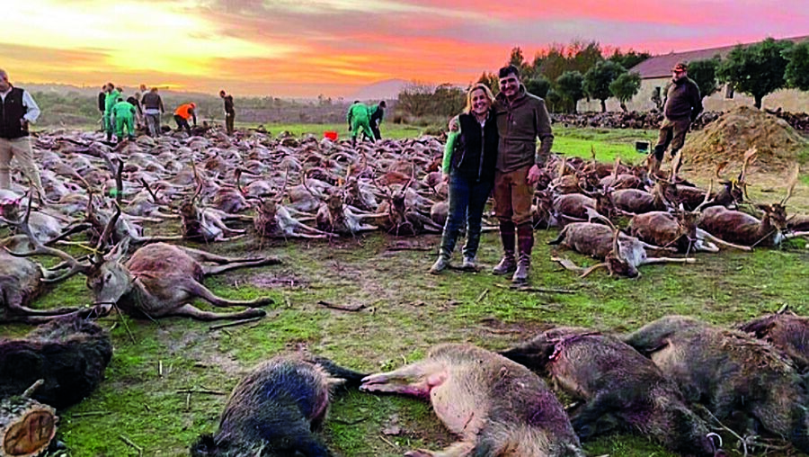 Caçadores abateram 540 animais em dois dias, numa montaria que há uma semana chocou o País     
