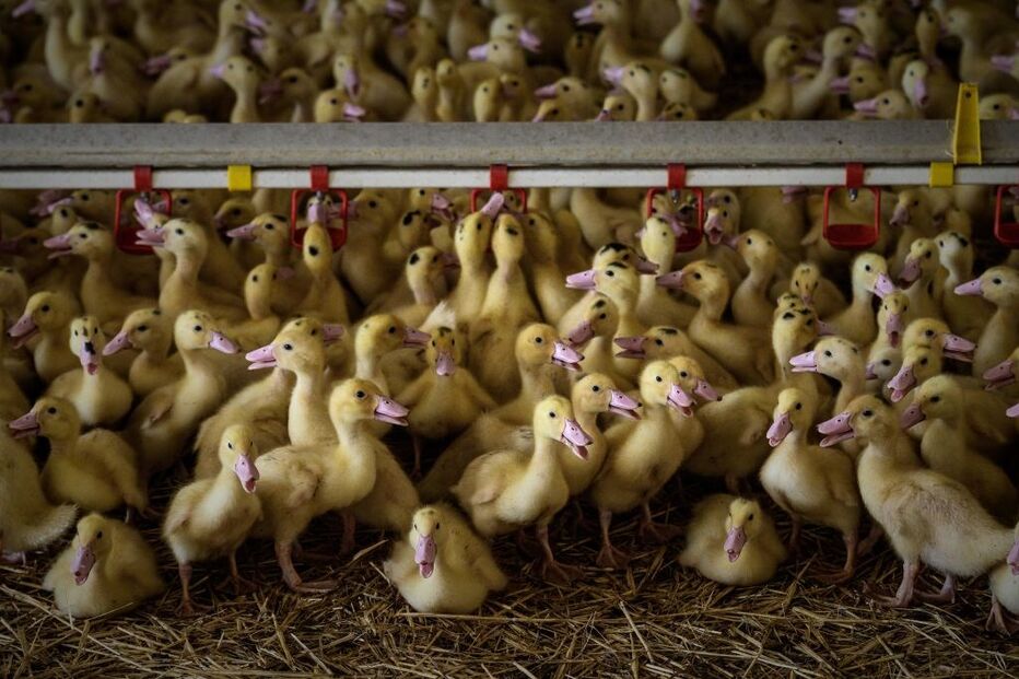 Quinta que faz criação de patos, em França