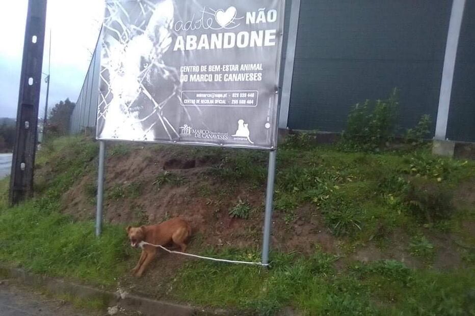 Cão abandonado amarrado a cartaz que apela à adoção