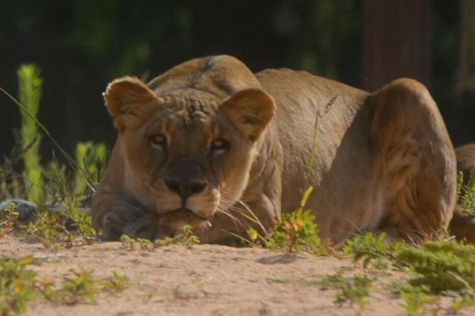 Quatro leões do Jardim Zoológico de Barcelona infetados com coronavírus 