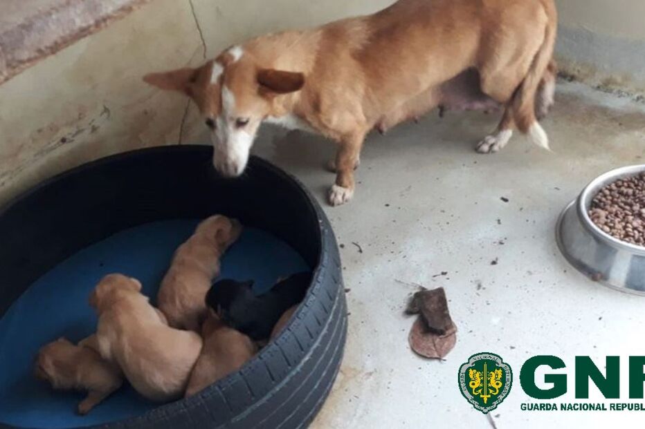 GNR resgata cadela e seis cães bebés abandonados no Peso da Régua