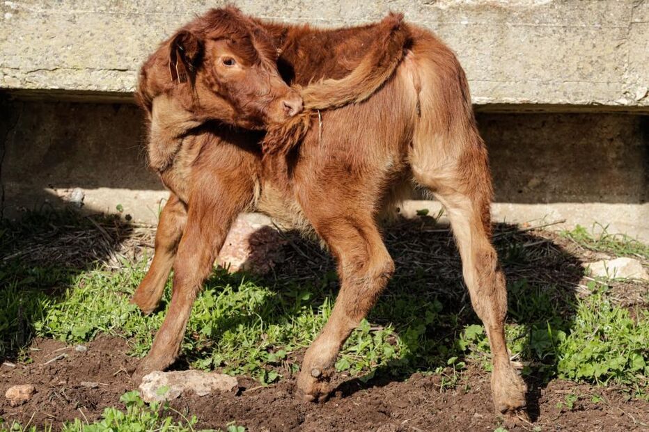 Vaca de raça algarvia em exploração agrícola em Vila do Bispo