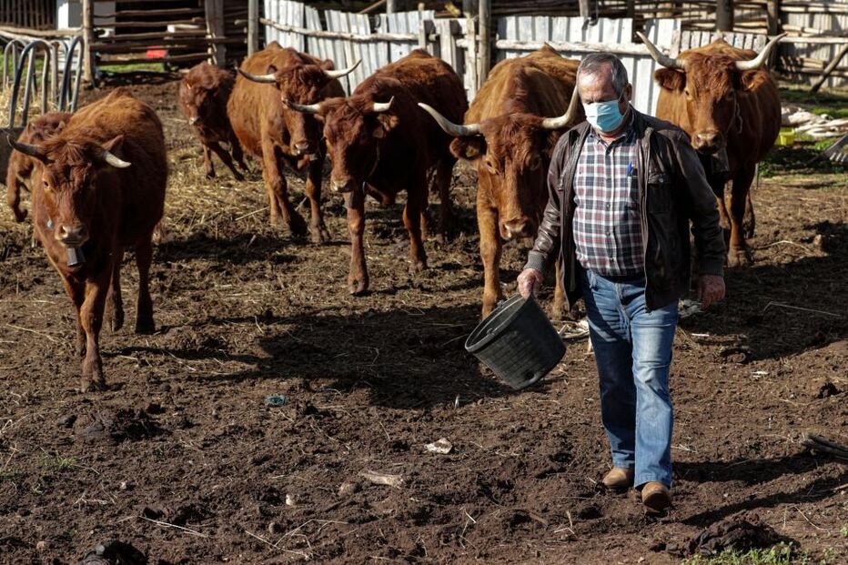 Vaca de raça algarvia em exploração agrícola em Vila do Bispo
