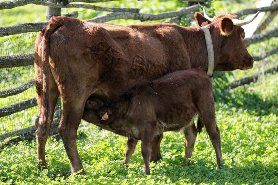 Vaca de raça algarvia em exploração agrícola em Vila do Bispo