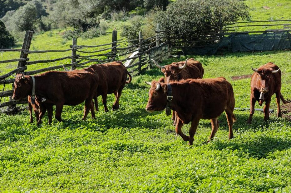 Vaca de raça algarvia em exploração agrícola em Vila do Bispo