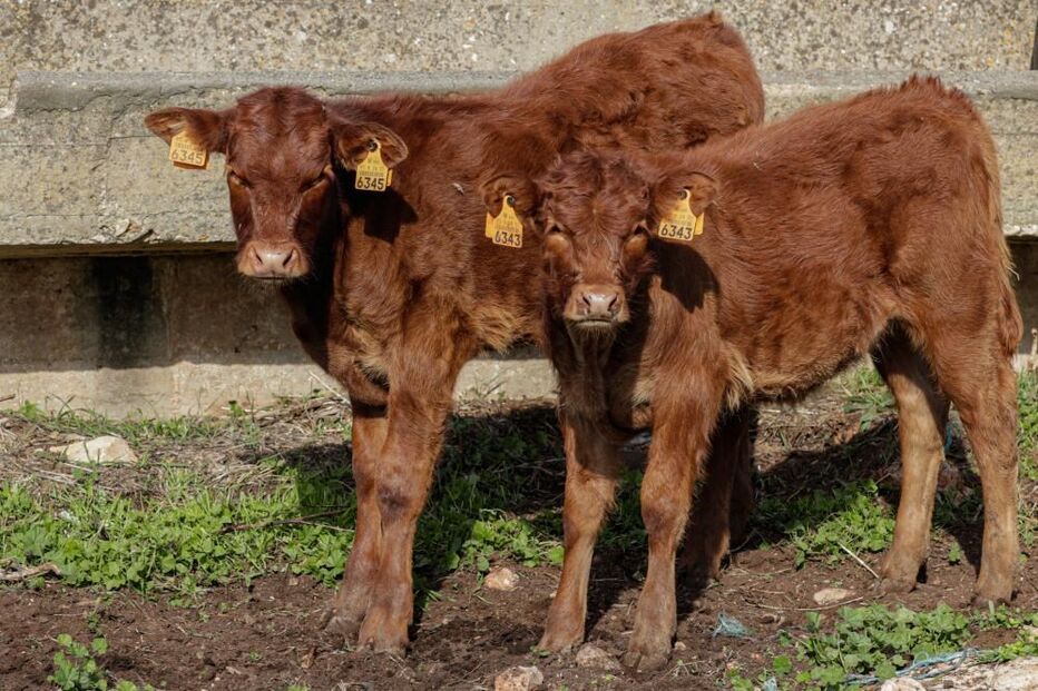 Vaca de raça algarvia em exploração agrícola em Vila do Bispo