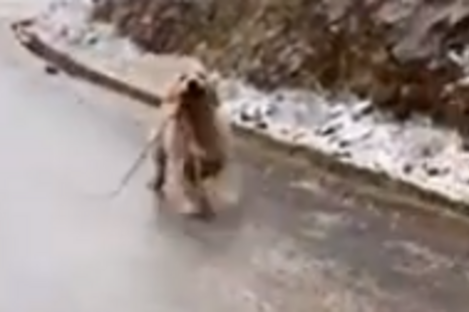 Cão 'sorri' de felicidade por oferecer ramos de árvore ao dono