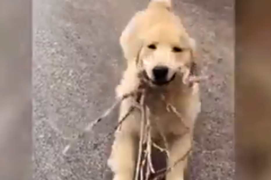 Cão 'sorri' de felicidade por oferecer ramos de árvore ao dono