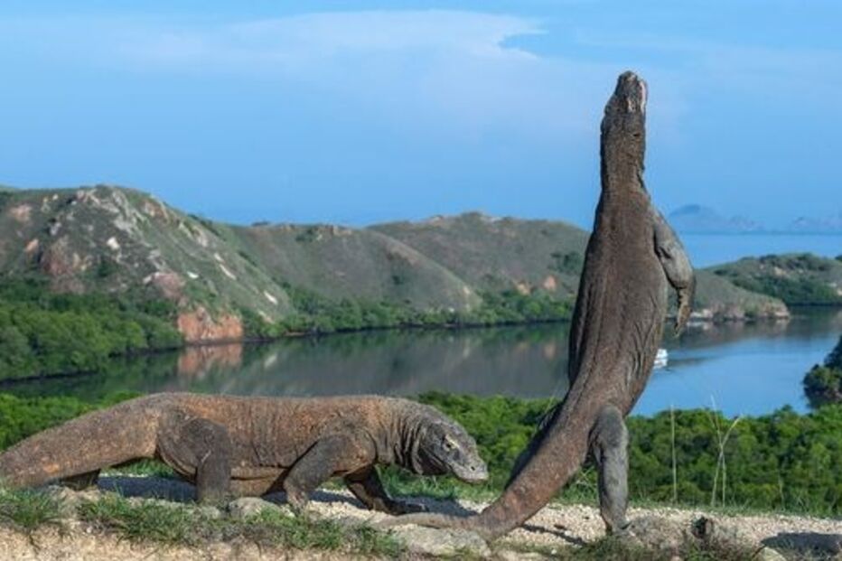 Dragão-de-komodo
