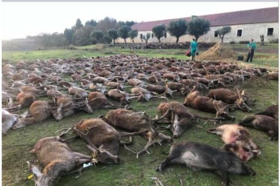 Mais de 500 animais mortos em montaria na Azambuja