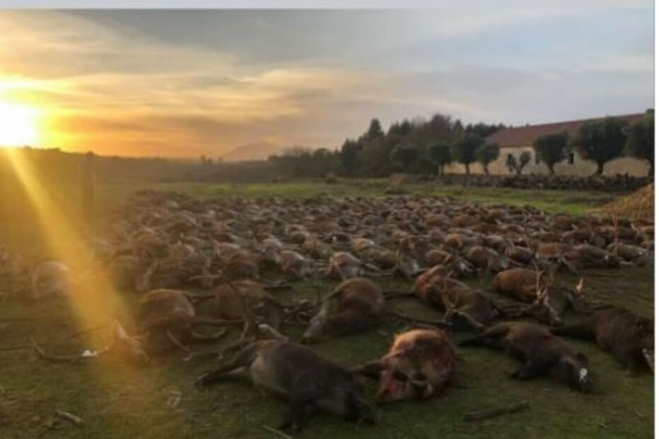 Imagem MONTARIA-AZAMBUJA-FACE22.JPG (8280006) (Milenium)