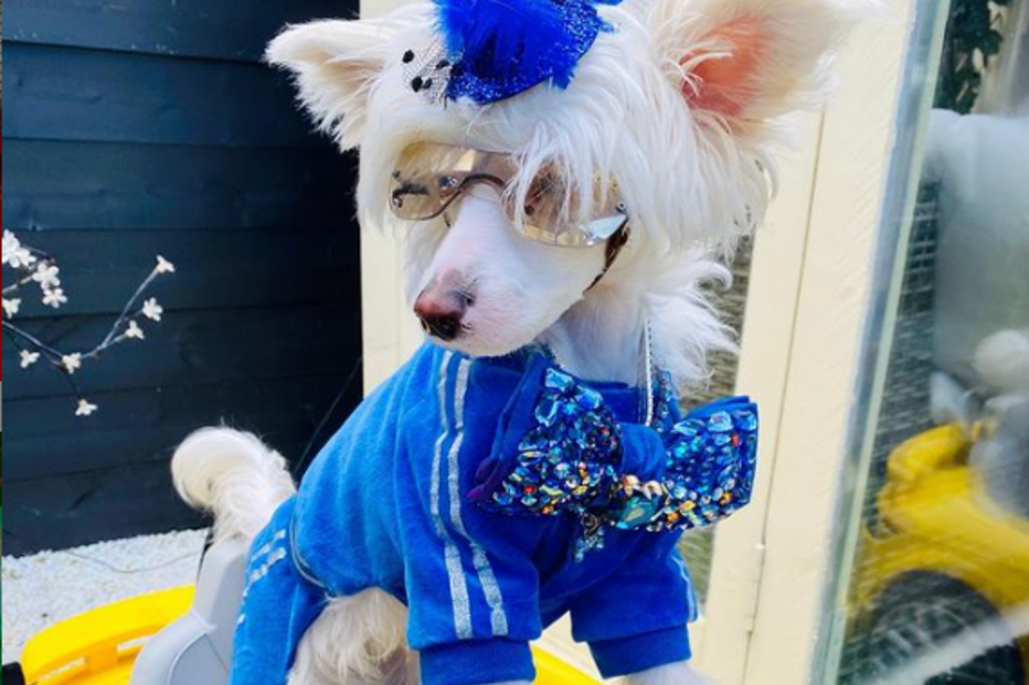 'Fabio' tem sido mimado pela dona