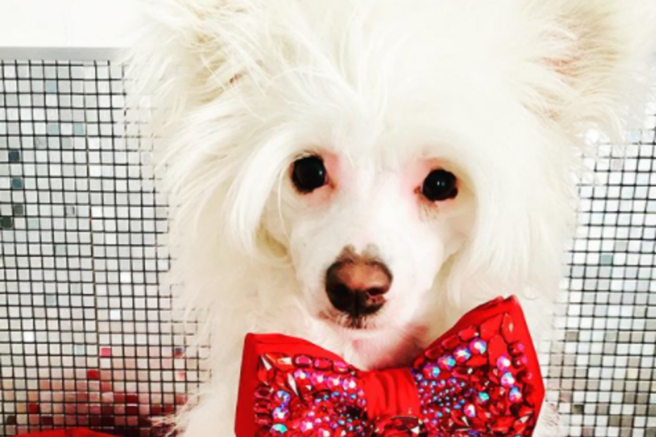 'Fabio' tem sido mimado pela dona