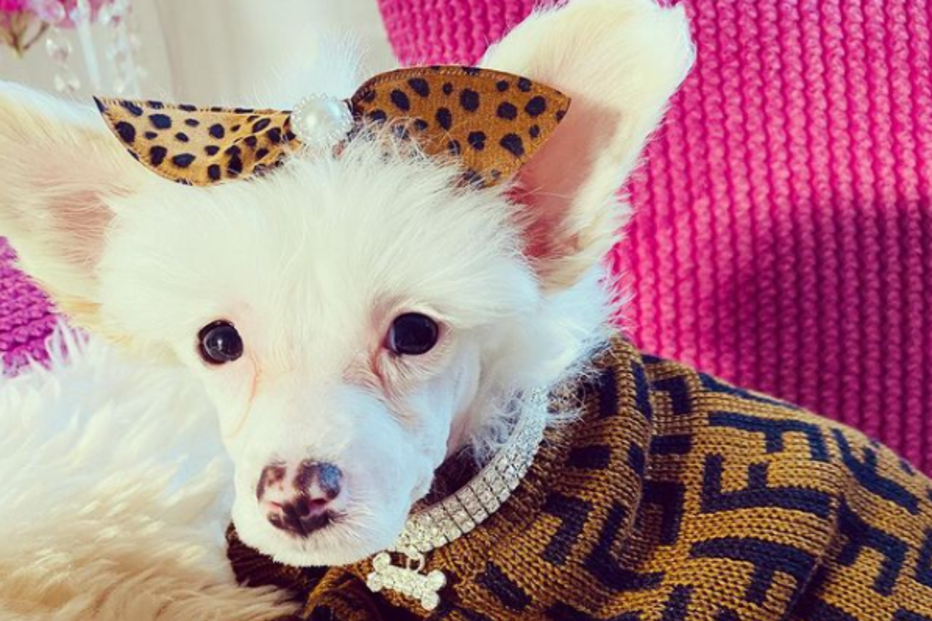 'Fabio' tem sido mimado pela dona