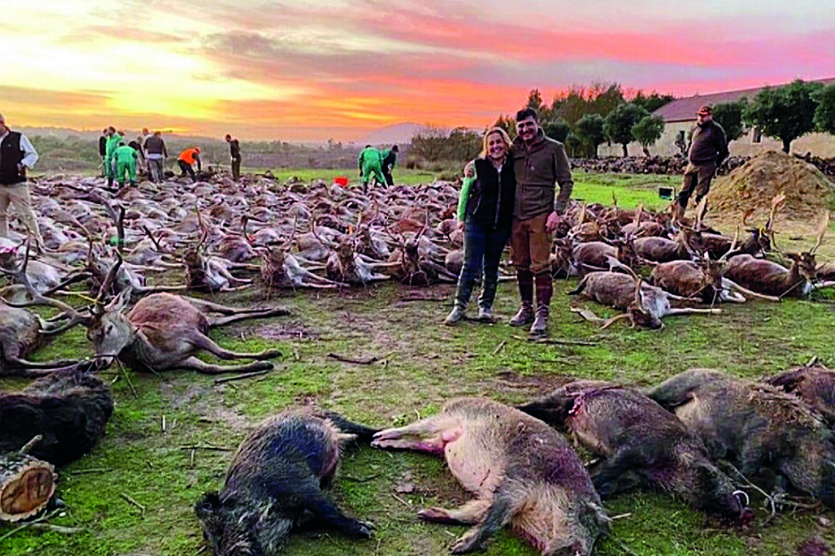 Caçadores abateram 540 animais em dois dias, numa montaria que há uma semana chocou o País     