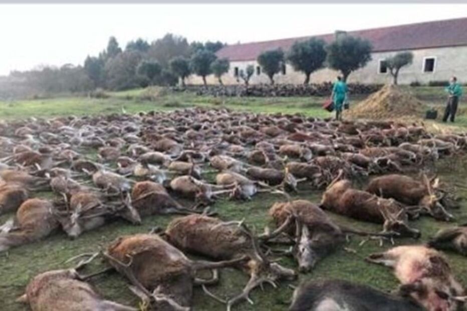 2020-12-24_10_48_12 torre bela.jpg