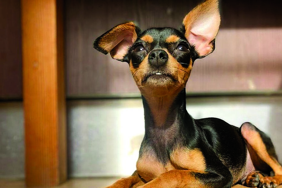 Margarida Vila-Nova faz apelo desesperado em busca do cão