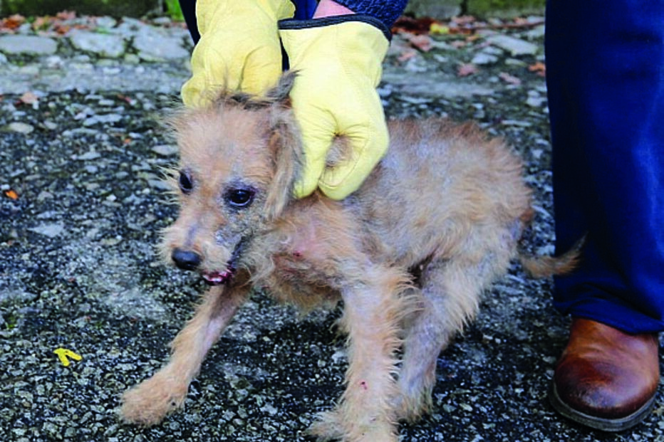 Um dos cães resgatados pela GNR