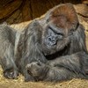 Gorilas vacinados contra a Covid-19 no zoológico de San Diego