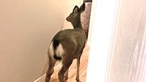Veado invade casa entrando pela porta do cão